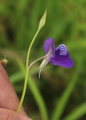 Utricularia reticulata