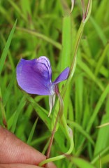 Utricularia reticulata