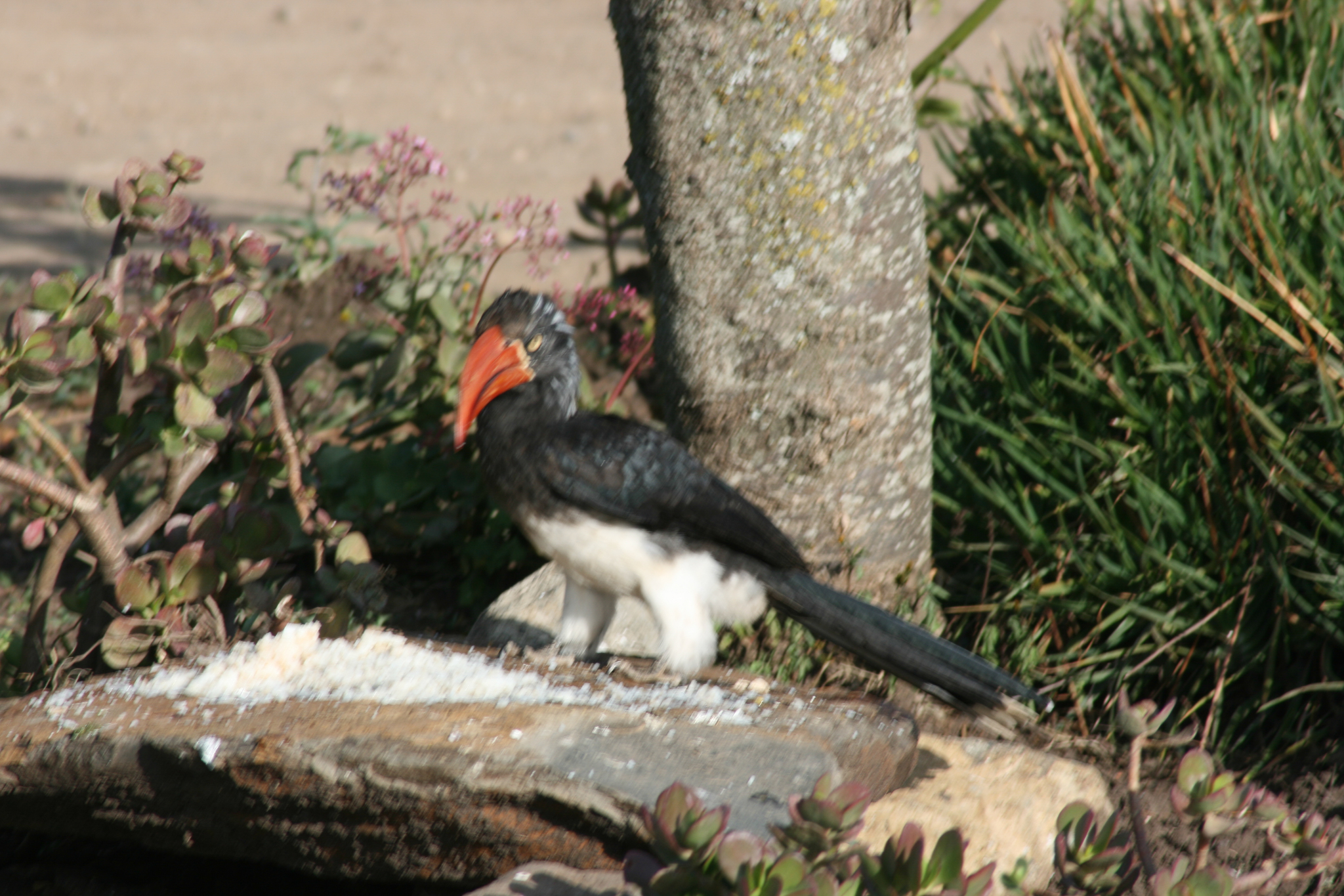 Crowned Hornbill illustration
