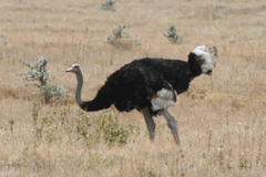 Struthio molybdophanes