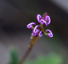 Grevillea quercifolia