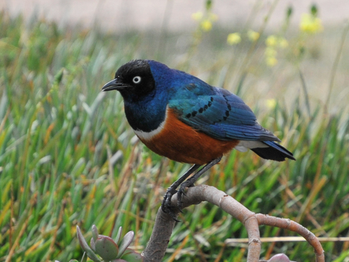 Superb Starling (Lamprotornis superbus), photo 10