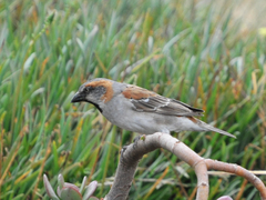 Passer rufocinctus