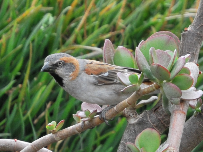 Kenya Rufous Sparrow illustration
