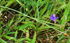 Utricularia reticulata