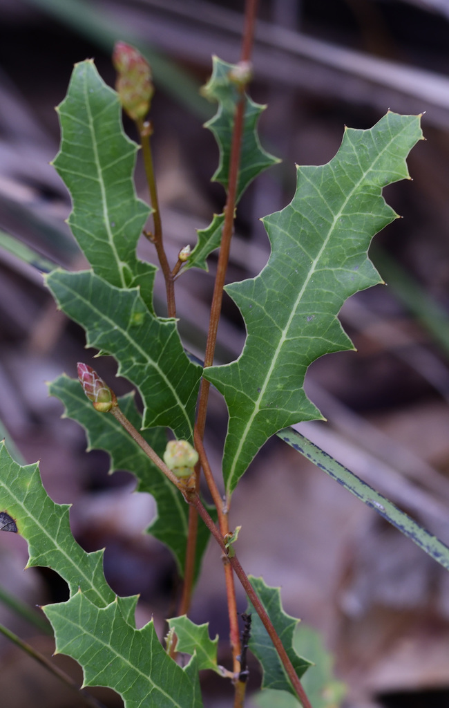 oak-leaf grevillea