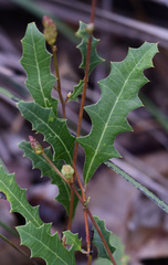 Grevillea quercifolia