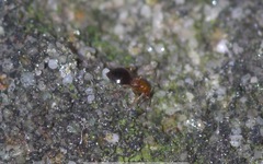 Loricula elegantula