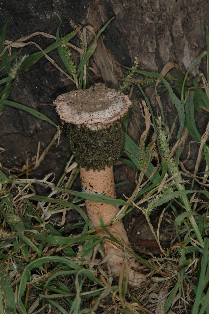 Itajahya rosea