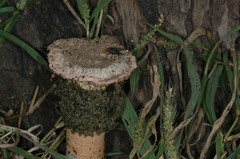 Itajahya galericulata image