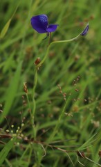 Utricularia reticulata