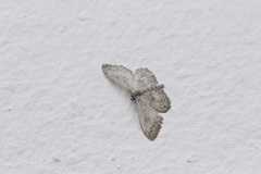 Scopula guancharia