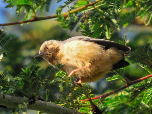 Red-faced Crombec (Sylvietta whytii), photo 2