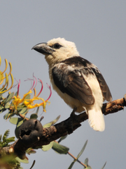 Lybius leucocephalus