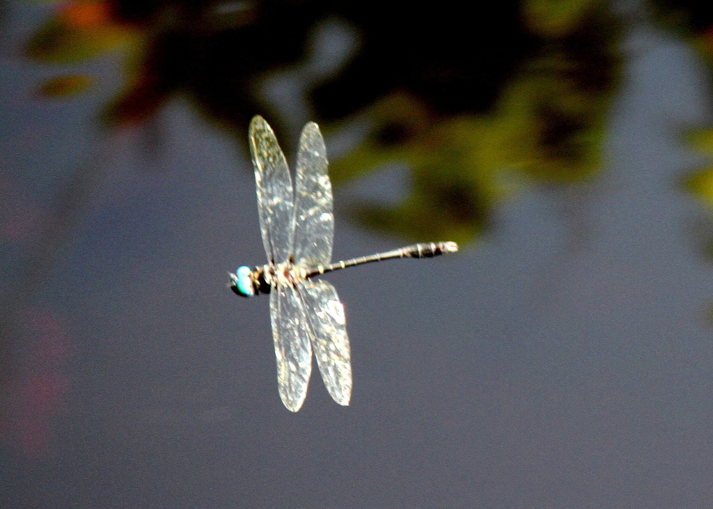 Macromia arachnomima