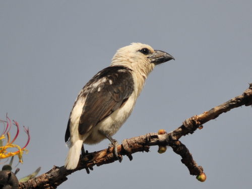 White-headed Barbet (Lybius leucocephalus), photo 7