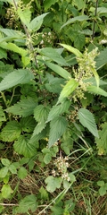 Urtica dioica dioica