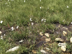 Eriophorum scheuchzeri
