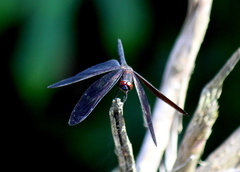 Rhyothemis aterrima