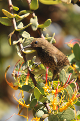 Chalcomitra senegalensis