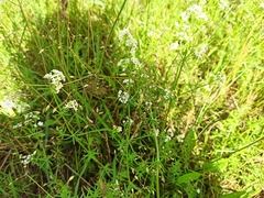 Galium album