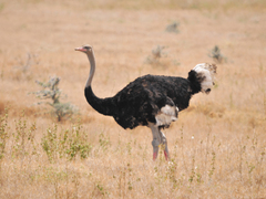 Struthio molybdophanes