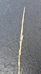 Calamagrostis × acutiflora