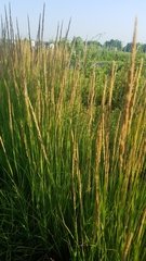 Calamagrostis × acutiflora