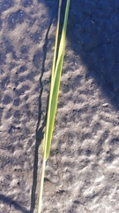 Calamagrostis × acutiflora