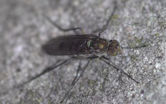 Liancalus virens