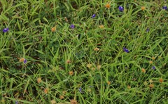 Utricularia reticulata