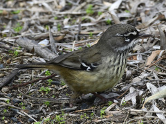 Sericornis maculatus