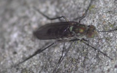 Liancalus virens