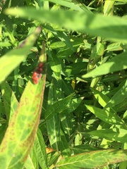 Tetraopes tetrophthalmus