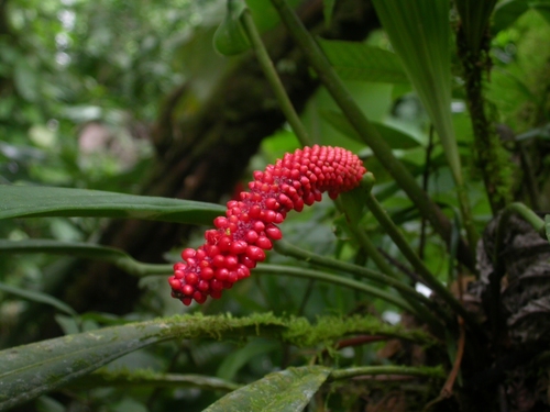 Anthurium bakeri (Anthurium bakeri)