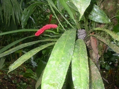 Anthurium bakeri