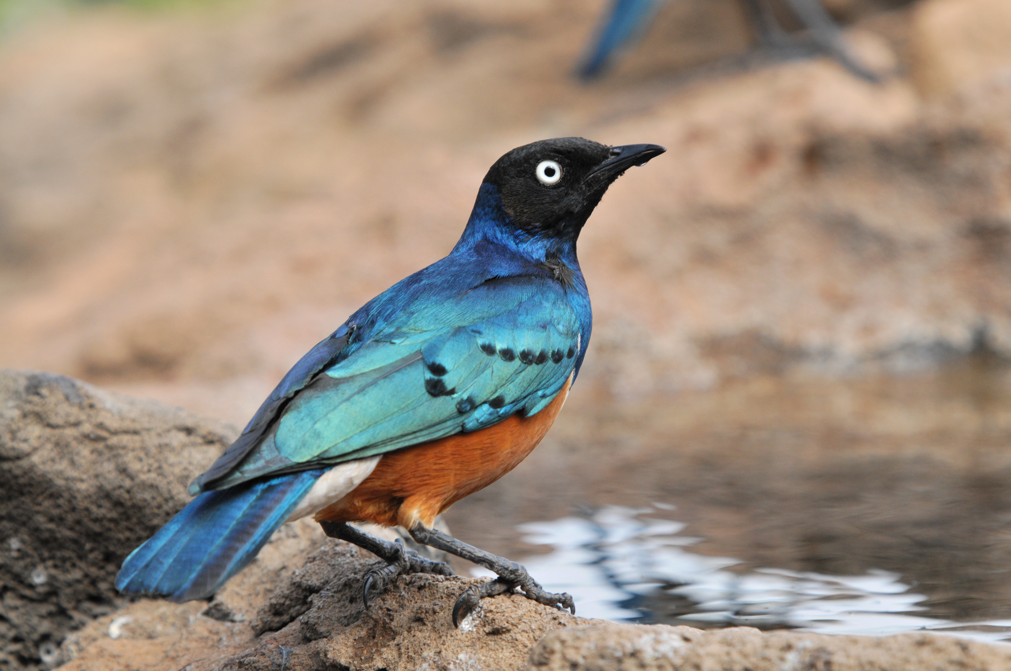 Superb Starling (Lamprotornis superbus)