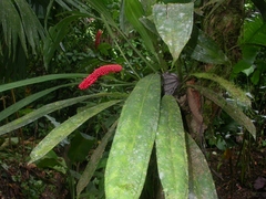 Anthurium bakeri