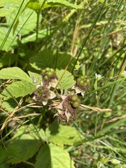 Rubus fruticosus