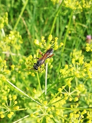 Chalybion femoratum