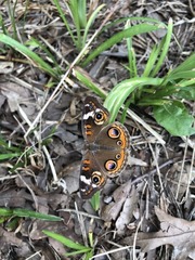 Junonia coenia