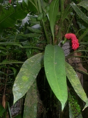 Anthurium bakeri