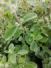 Origanum majorana