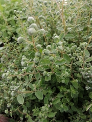 Origanum majorana