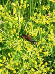 Chalybion femoratum