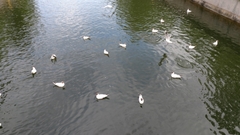 Chroicocephalus ridibundus