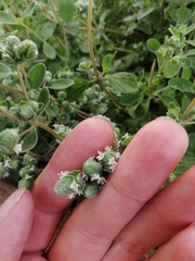 Origanum majorana