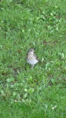 Turdus pilaris