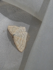 Scopula ternata
