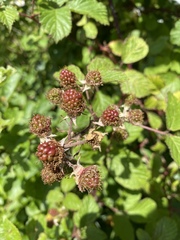 Rubus fruticosus